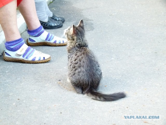 Котовторник   27.08.2013