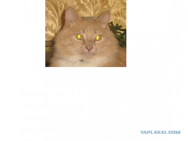 Странные товары для кошатников