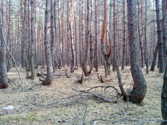 Танцующий (Пьяный) лес