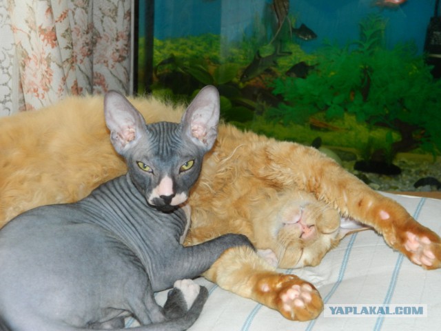 Котовторник 18.03.2014