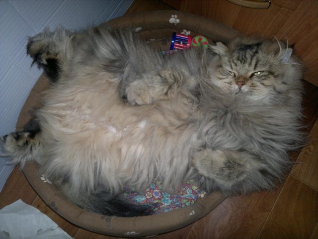 Котовторник 01.07.2014