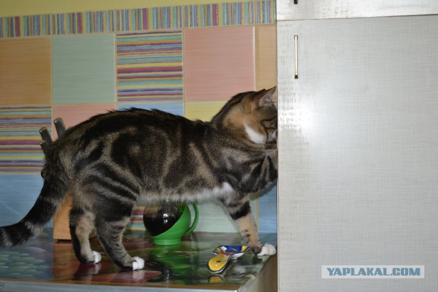 Котовторник 12.08.2014