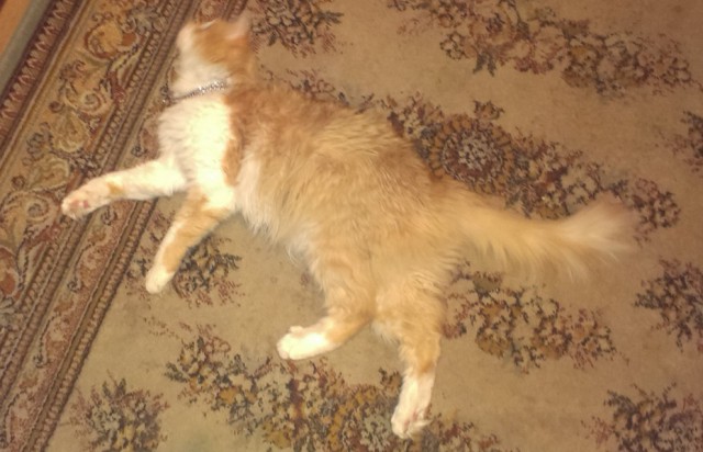Котовторник 23.09.2014.
