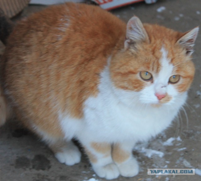 Котовторник 20.01.2015