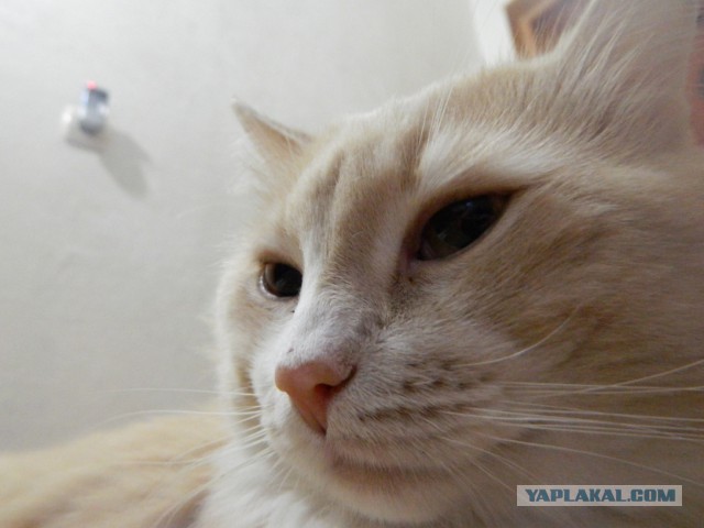 Котовторник