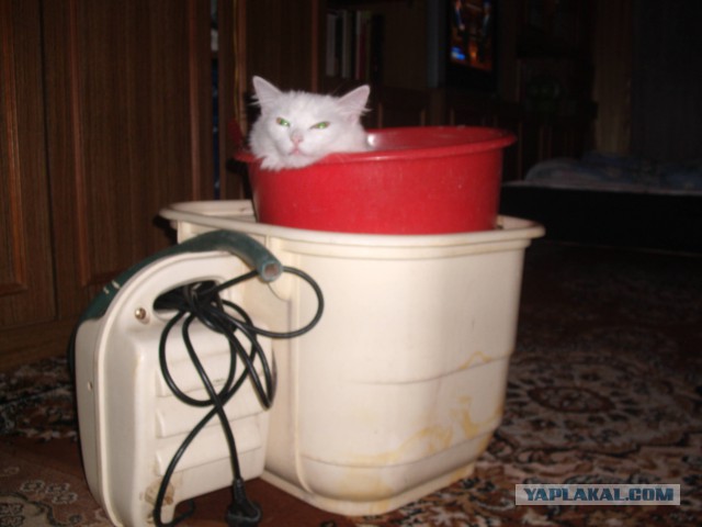 Как вырастить и ухаживать за кошкой
