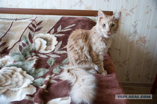 Котовторник 07 04 2015