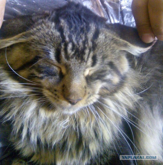 Котовторник