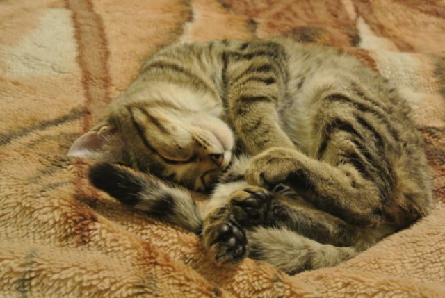 Котовторник 16.06.2015., Котовторник наступил!