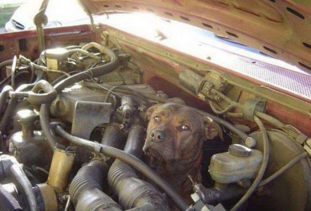 Автоприколы-5