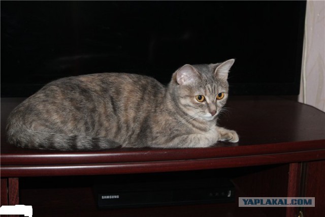 Котовторник  21.07.2015