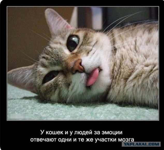 Интересные факты о кошках