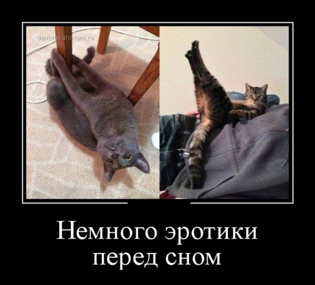 Прикольные коты