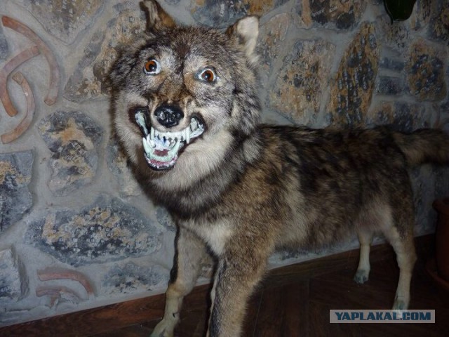 Wolf продан