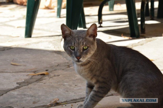 Дикий котовторник