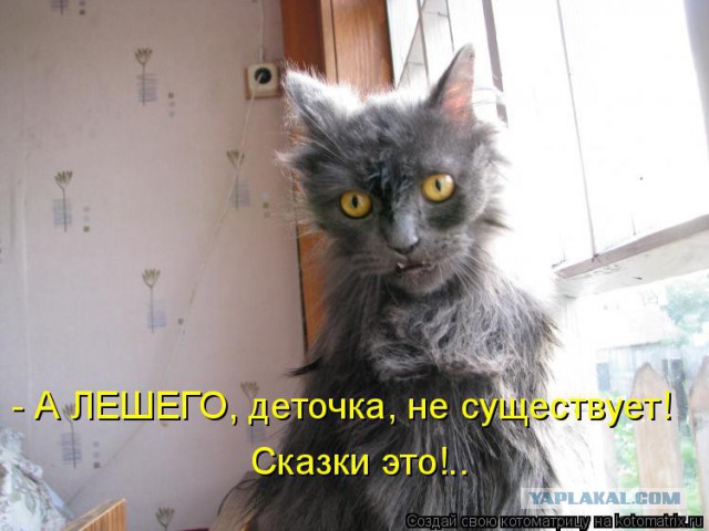 17 фотографий котов