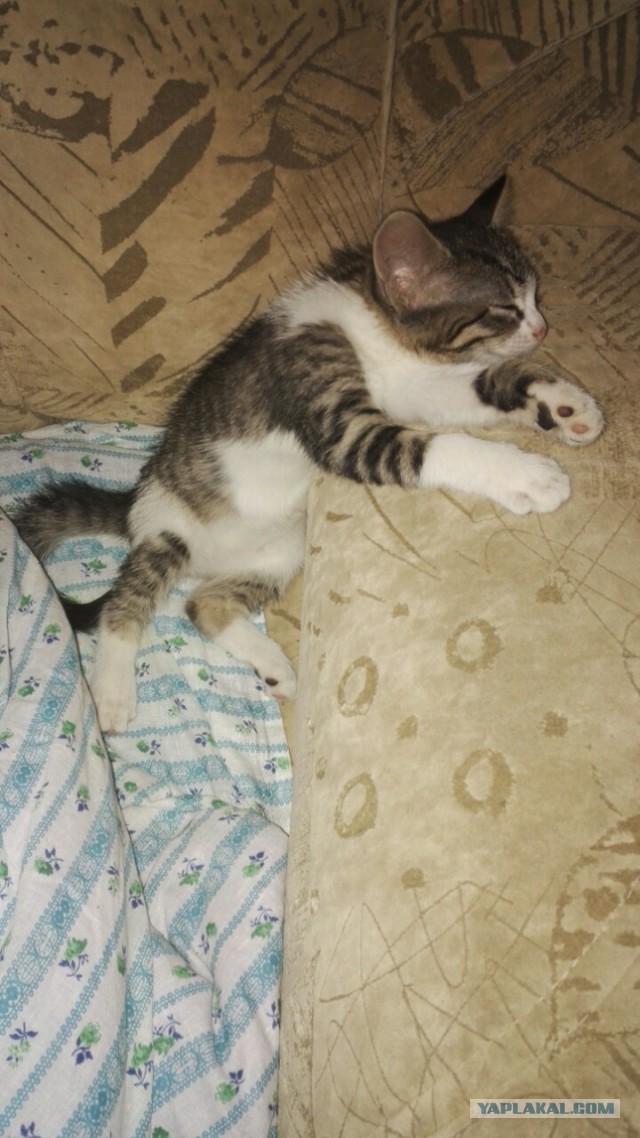 Где захотелось-там и уснулось