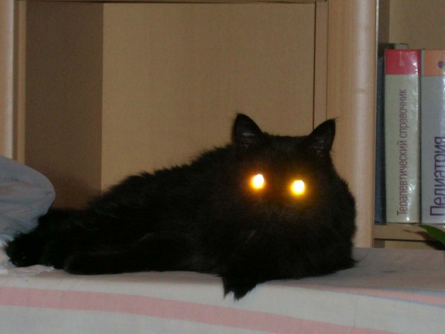 Коты, кошки, котята