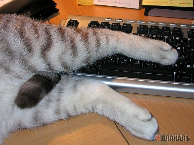 Коты, кошки, котята