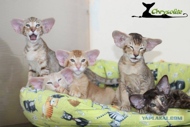 Котовторник 29.03.2016