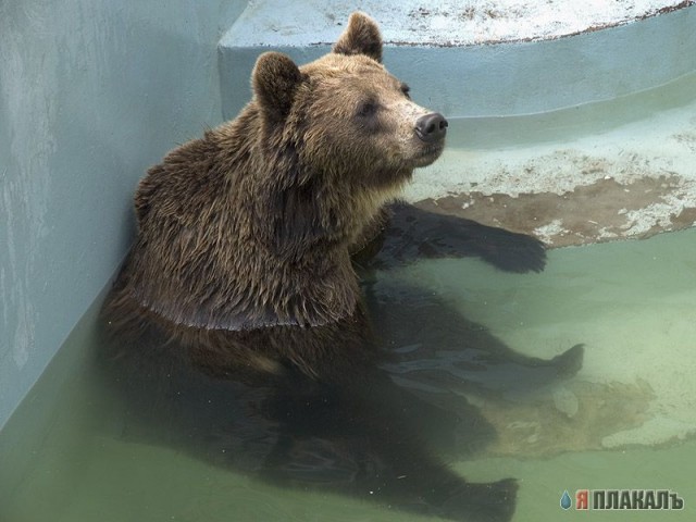 Все о МЕДВЕДЯХ