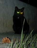 Вторничные кошаки
