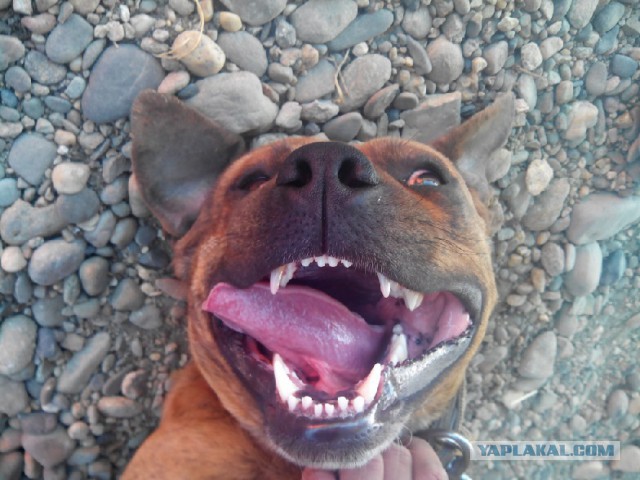 Страшно красивые терьеры