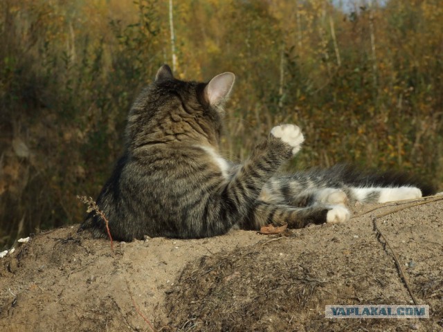 10 брутальных уличных котов