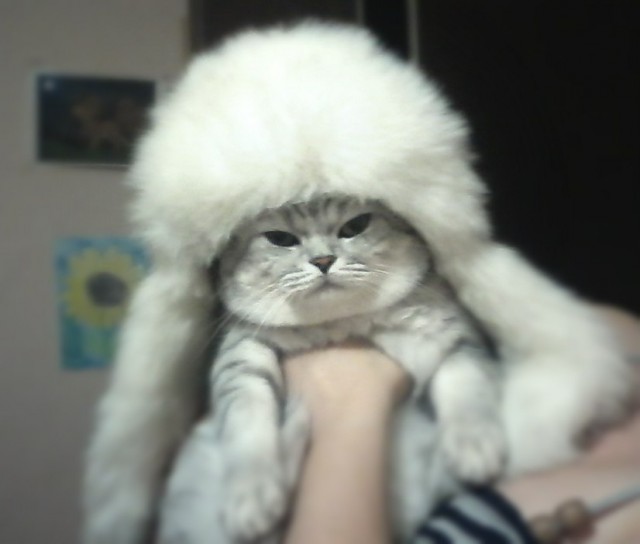 Коты из сети