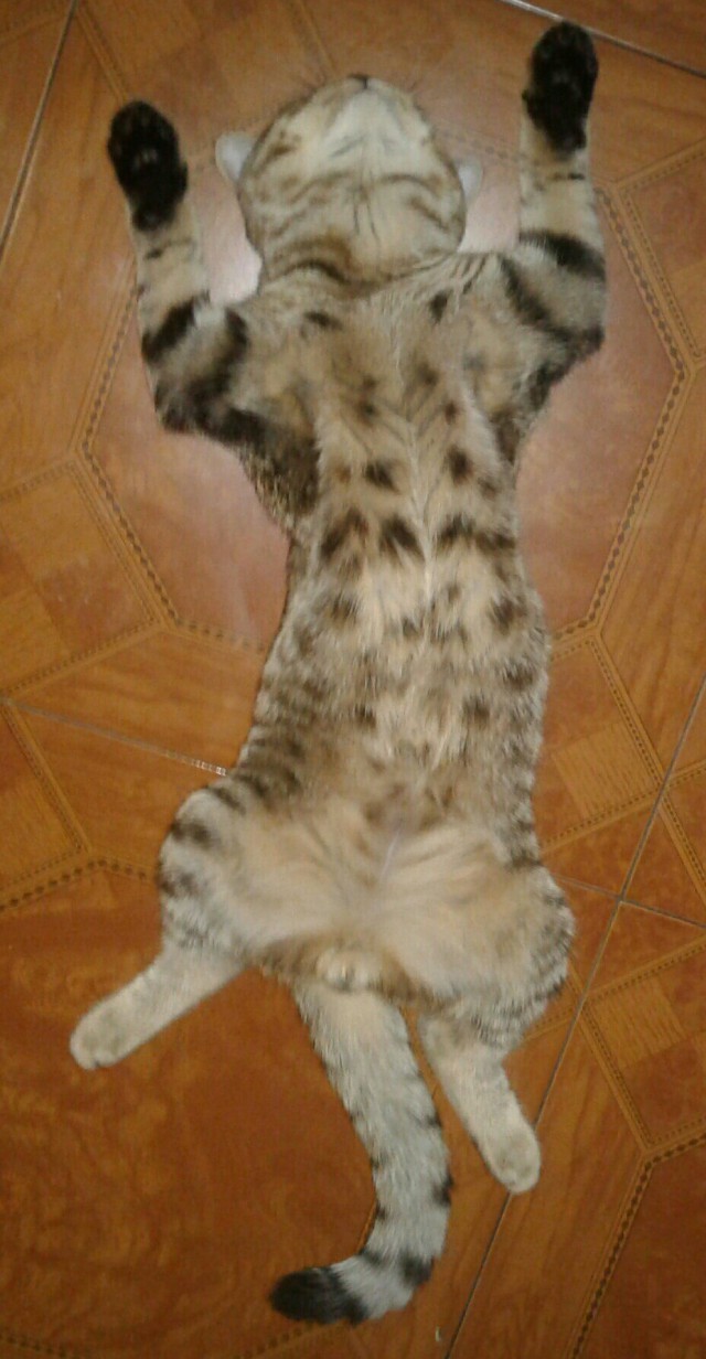Коты из сети