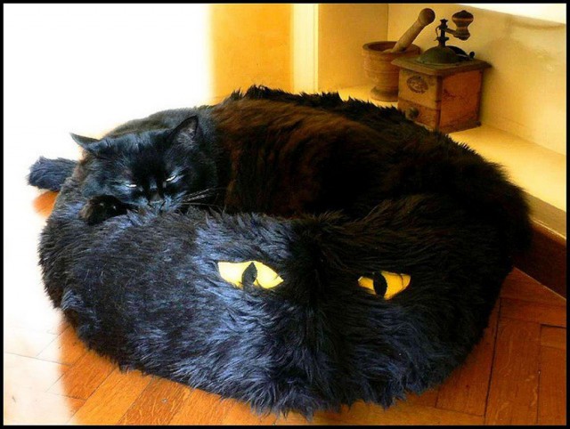 Коты и Кошки
