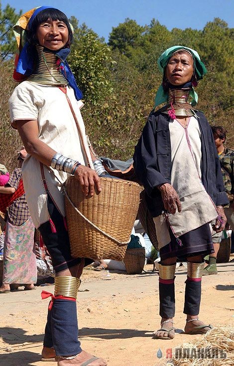 Самые длинные шеи