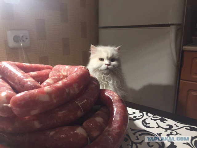 Котовторник 11/04/2017