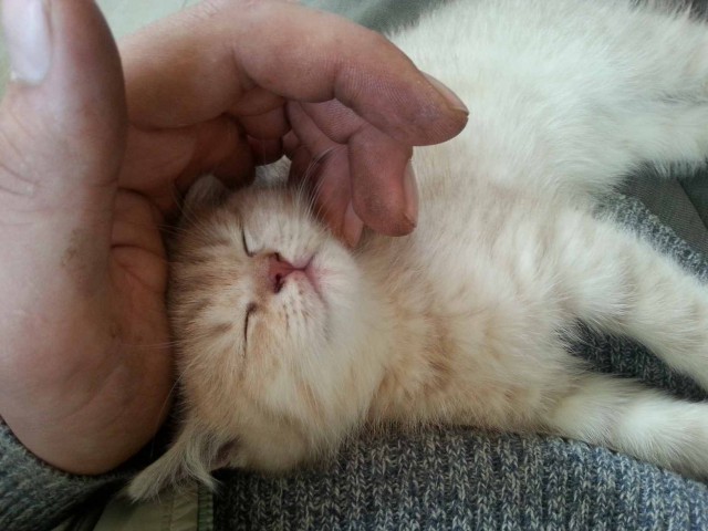 Карьера беженца, который смог.
