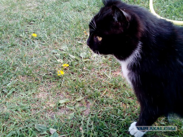 Котовторник!