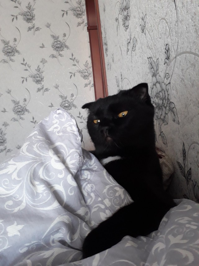 Прикольных котов пост