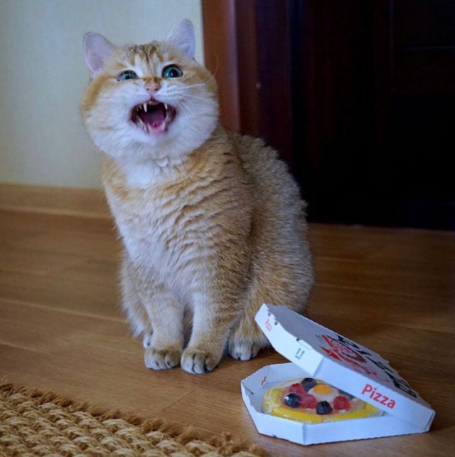 Прикольных котов пост