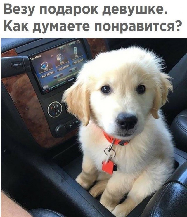 Живность из сети