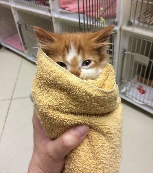 Прикольных котов пост