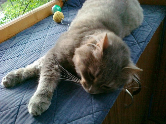 Котовторник 19.06.2018