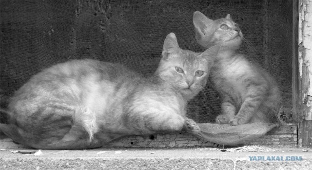 Ура, котовторник! (01.07.2008)