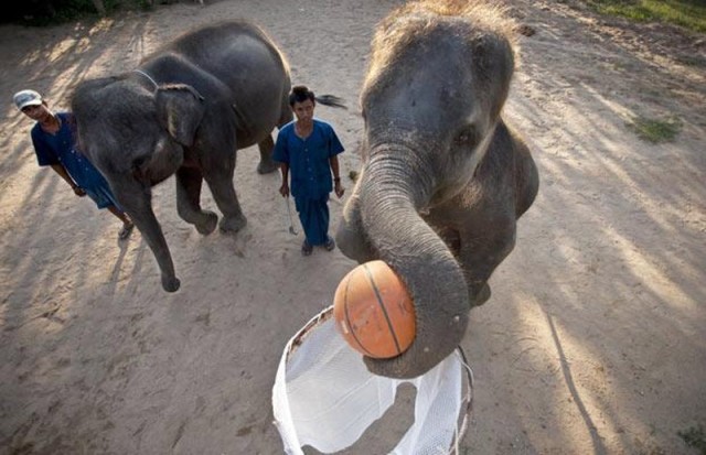 Слоны готовятся в NBA
