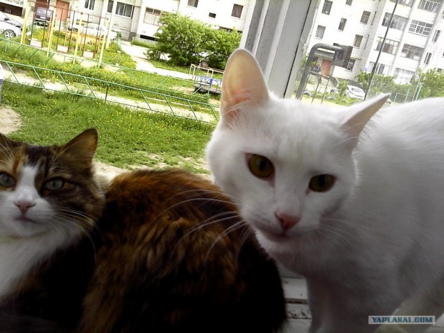 Котовторник  07.06.11