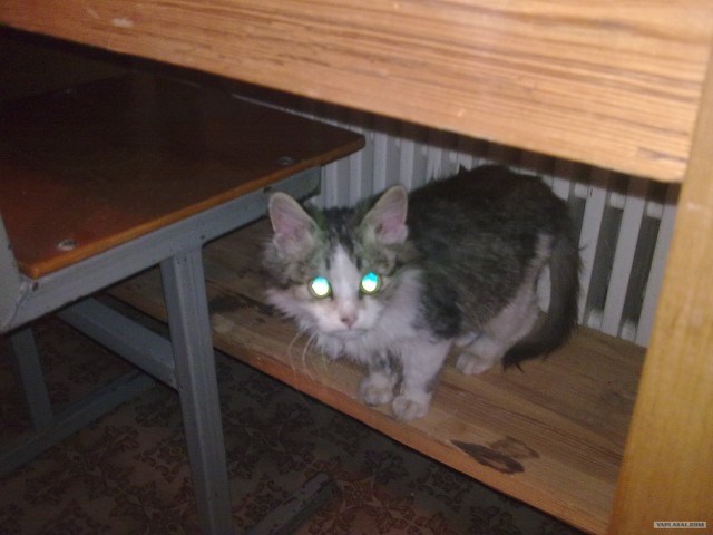 Котовторник! 08.11.11