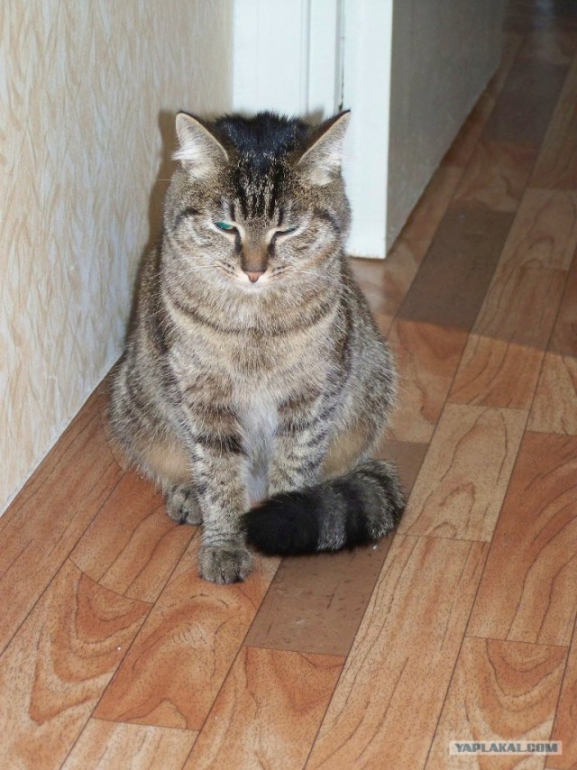 Котовторник 13.12.11 - магическе числа
