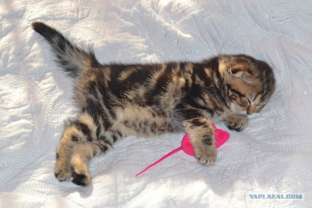 Котовторник 20.03.2012