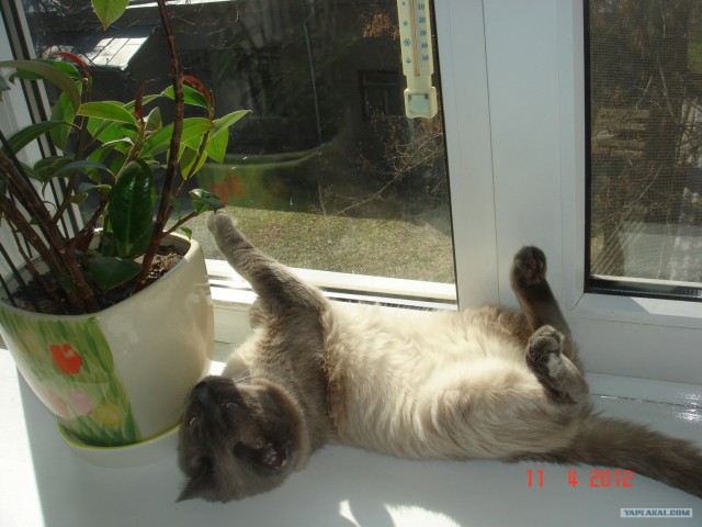 Котовторник 1 мая 2012