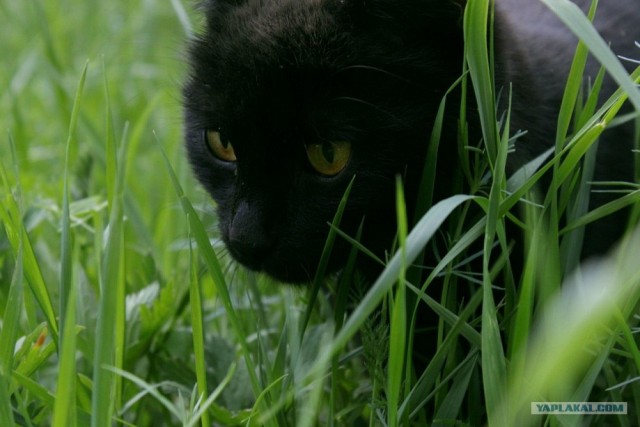 Котовторник 10. 07. 2012