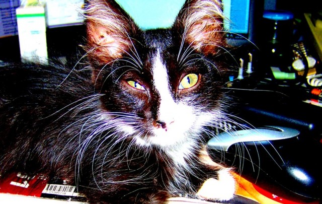 Котовторник 11.09.2012