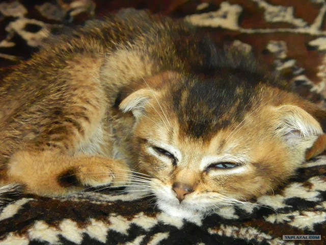 Котовторник  16.10.12